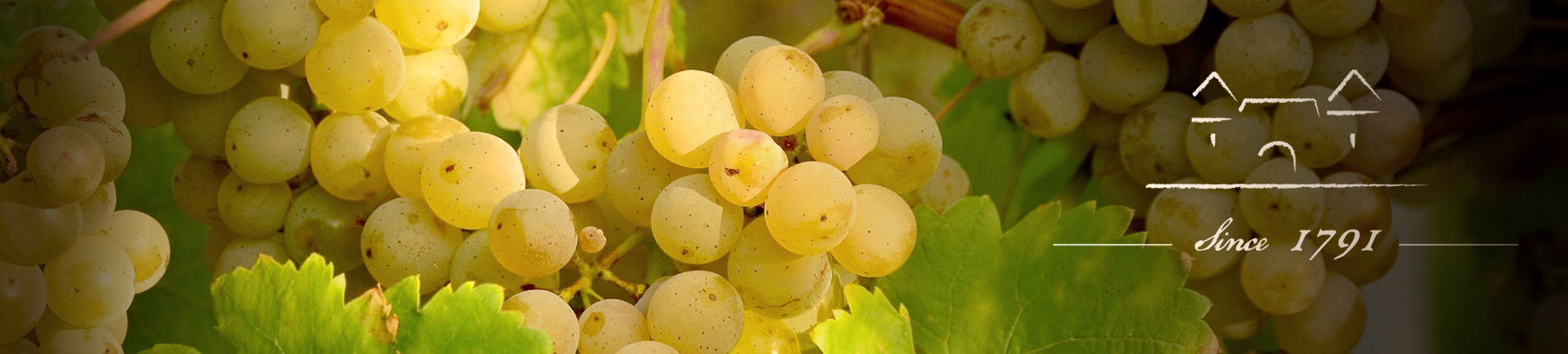 Chenin blanc grapes