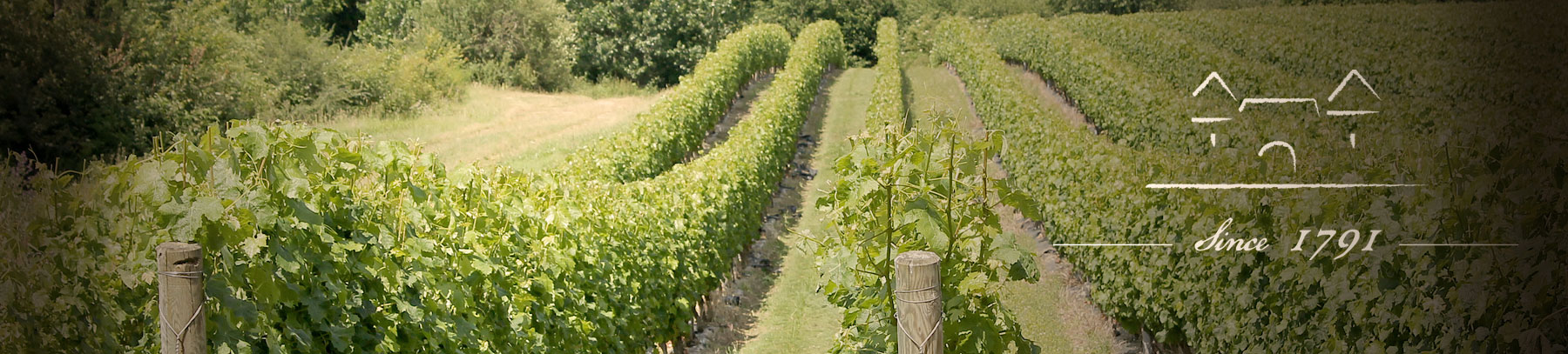 Vineyard of the Château de la Roche Bousseau